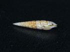 Terebra Nitida  Near Gem Hawaiian Specimen   17 67mm  Dredged   280ft 