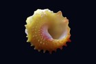 Tatskieshells- Astralium Lapillus - 12mm