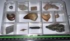 Labeled 12 Real Fossil Lot Collection Mosasaur  Dinosaur  Ice Age  Shark Tooth 