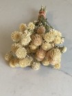 Creamy Off White Dried Globe Amaranth Bunch Bouquet Bundle Dried Flowers Auc 1