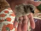 12 2 Silkie Chicken Eggs For Hatching Incubation Mixed Silkies Chance Of Frizzle