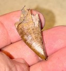 Choice 1  35  Daspletosaurus Torosus Tyrannosaur Dinosaur Tooth Fossil Tooth 