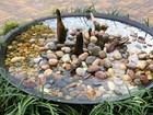 Southern Bald Cypress Knee   Freshly Harvested - Cut To Order   3-28 Inch Option