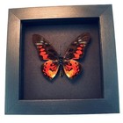 Real Framed Red African Butterfly Graphium Rydleyanus Classic Black Display