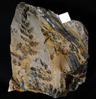 Very Rare Carboniferous Mariopteris Robusta Liana Climber Fern Fossil Plant