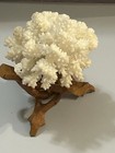 White Coral Specimen On Wood Stand  Wooden Display Decor For Home Accent