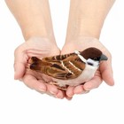 Colorata Realistic Plush Mascot Of The Familiar Wild Bird The Sparrow 7cm X 13cm