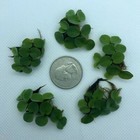 50  Leaf Velvet Water Spangles   free Bonus Plant  Aquarium Floating Plant