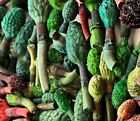 10 Small Very Beautiful Colorful Dried Magnolia Seed Pods For Crafts 