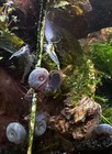 10 2 Blue Ramshorn Snails  Live Freshwater Algae Eater  Peaceful Clean Up Crew