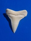 Pristinelower Anterior Modern Great White Sharks Tooth  1 11 Inches