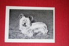 Skye Terrier  Vintage 1955 Dog Photo Card   De29m