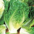 Little Gem Lettuce Seeds   Heirloom   Non-gmo   Free Shipping   1107