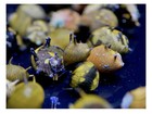 2 Horned Nerite Snail  Assorted