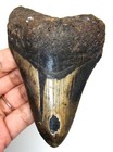 Megalodon Shark Tooth - Real Fossil Shark Teeth - 4 05    - No Restorations