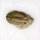 Russian Trilobite Asaphus Lepidurus  very Rare 