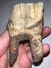 Huge Ice Age Fossil Coelodonta Upper Molar Tooth 3 03 Inches 
