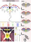 Jekosen Fiery Dragon 54  Huge Kite For Kids And Easy To Fly Single Line String W
