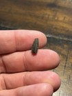 Beautiful Natural Hadrosaur Tooth Dinosaur Fossil Judith River Formation Mt