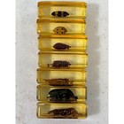 Real Insect Specimen 7 Piece Set Resin Taxidermy Beetle wasp bug Collection 