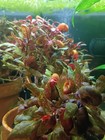 25 Mixed Ramshorn Snails - Live Freshwater Aquarium Snails - Free Shipping