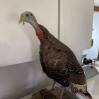 Full Body Giant 40    Turkey Taxidermy Standing On Log Mount Vintage