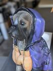 Cracker Barrel Halloween Boxer Statue Spiderweb Dog Decoration Outdoor 