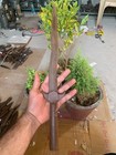 1850 s Antique Hand Forged Iron Indian Tribal Hunting Spear Dagger Blade