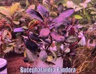 Bucephalandra Pandora Live Aquatic Plants Aquarium Plants Freshwater Buce