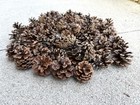 Real Austrian Pine Cones Lot Of 75 Small Cute For Crafts Wreaths 1-2   tall