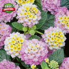 Lantana Flower Seeds For Planting - 300  Mixed Color Flower Seeds To Plant Great