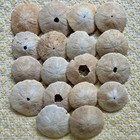 Lot deer Isle Stonington Maine Sand Dollar Seashells Beach Comber Nautical Decor