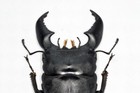 Sumatra Dorcus Titanus Refrigerator Sticker Figure Simulation Insect Model