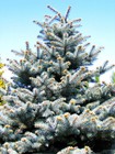 Colorado Blue Spruce Tree Seeds - For 2026 Planting Cold-hardy Green Evergreen