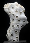 Coral Fossil Specimen Fossilized Natural Ocean Sea Life Sample Maryland Usa