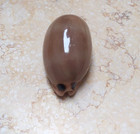 F Luria Pulchra Sinaiensis Wow Huge 76 5mm Size Pink Mouth Red Sea Shell F   