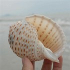 Rooster Conch Sea Shell Beach Decor Tropical Aquarium Craft 10-11cm
