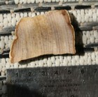 Petrified Snake Wood Cab  Jonesii Menegoloxylyn  Yegua Form   Tx Endcut