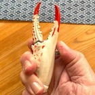 4 5  Life Size Metal Cast Claw Desk Paper Weight Art Item Re Purposed Lighter
