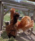 6 Polish Chicken Fertile Hatching Eggs Free Shipping 