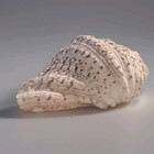 Bear Paw Strawberry Giant Clam Seashell Hippopus Hippopus 6 5    Display Shell
