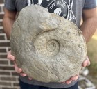 14    Texas Cretaceous Fossil Ammonite  Eopachydiscus Marcianus  Great Sutures 