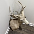 Mule Deer Head Mount Taxidermy Antler Cape Whitetail Log Cabin Decor Hunt Horn