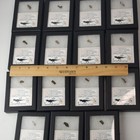 Tyrannosaurus Rex  confirmed Id   Dinosaur Tooth Fossil  generic  W riker Mount