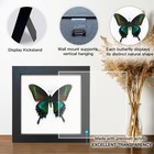 Real Framed Butterfly Moth Dead Insect Shadow Box Taxidermy Specimens