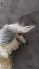 Vintage Afghan Hound Dog Toy Figure Moving Legs