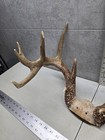 Dark Wild 146-7  10 Point Whitetail Deer Antler Rack Horn Skull Plate  Man Cave 