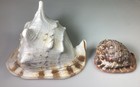 Pretty Cassis Rufa Bullmouth Helmet Conch   Cassis Cornuta Horned Helmet Conch