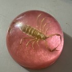 Vintage Scorpion  In Lucite Pink Paperweight 