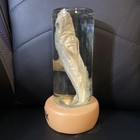 Vintage Wet Specimen Real Baby Shark In A Bottle